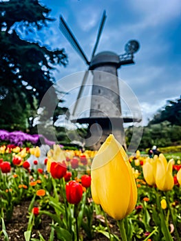 The Dutch Windmill at San Francisco