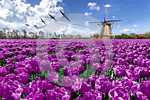 Dutch windmill spring landscape