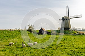 Dutch Windmill stands on a rise while four sheep graze on the hillside in the Netherlands