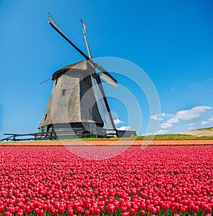 Dutch windmill and tulip field