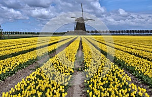 Dutch windmill and tulip fields