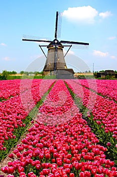 Dutch windmill and tulips