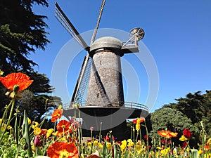 Dutch Windmill with Tulips in San Francisco