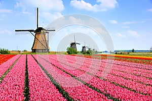 Dutch windmills behind rows of pink tulip flowers, Netherlands