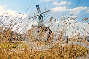 Dutch windmills in dry grass a