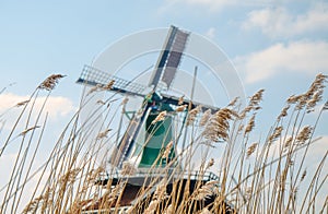 Dutch windmills in dry grass