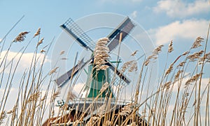Dutch windmills in dry grass