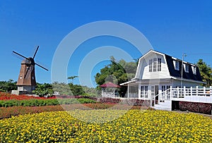 Dutch Windmills, House and Fields of flowers against the blue sky.