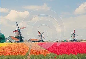 Dutch windmills over tulips