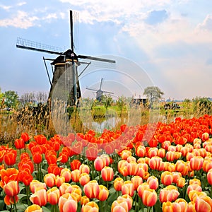 Dutch windmills and tulips