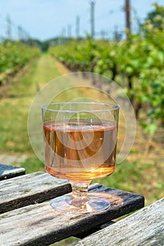 Dutch winery, rose wine tasting on vineyard in Brabant on outsid