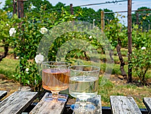 Dutch winery, rose wine tasting on vineyard in Brabant on outsid