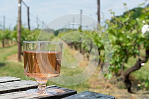 Dutch winery, rose wine tasting on vineyard in Brabant on outside terrace