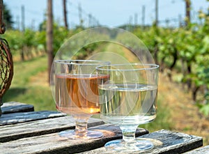 Dutch winery, white and rose wine tasting on vineyard in Brabant on outside terrace