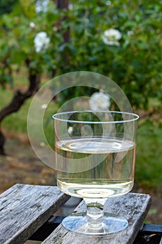 Dutch winery, white wine tasting on vineyard in Brabant on outsi