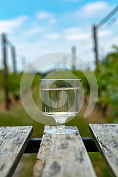 Dutch winery, white wine tasting on vineyard in Brabant on outside terrace