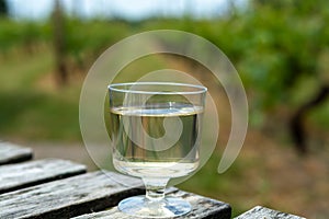 Dutch winery, white wine tasting on vineyard in Brabant on outside terrace