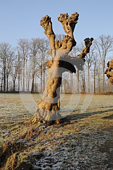 Dutch Winter Landscap