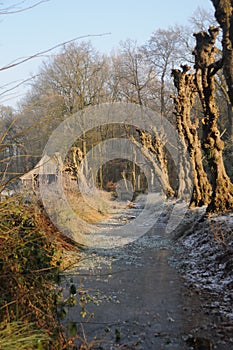 Dutch Winter Landscap