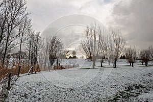 Dutch winter landscape with snow and pollard willows