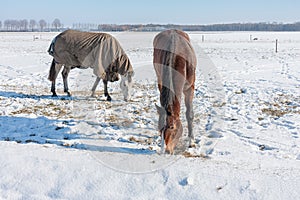 Dutch winter with snowy field and horses covered with blanket