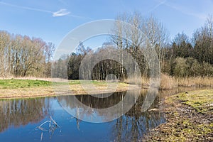 Dutch woodland with bare trees mirroring in lake in early spring