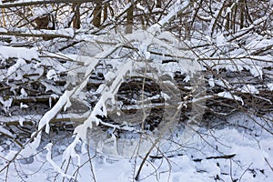 Woodland with faggot, covered with fresh white snow