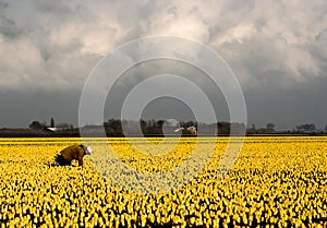 Dutch yellow