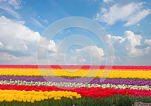 Dutch yellow tulip fields in sunny day