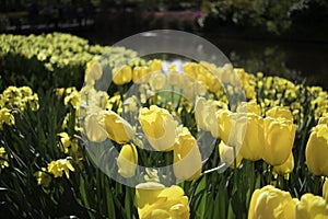 Dutch Yellow Tulips