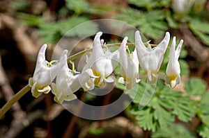 Dutchman's Breeches