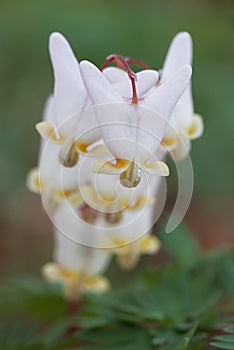 Dutchman's Breeches