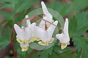 Dutchman's Breeches