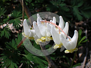 Dutchman's Breeches photo