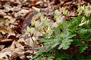 Dutchman`s Breeches in bloom