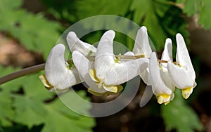 Dutchman's Breeches Blooming