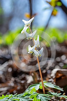 Dutchman`s Breeches blooming in a woodland ravine