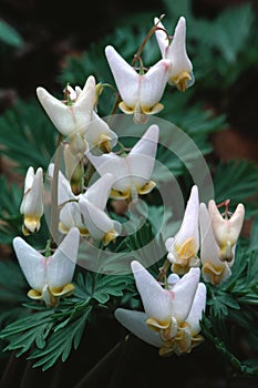 Dutchman`s Breeches brighten a woodland hillside in early spring.