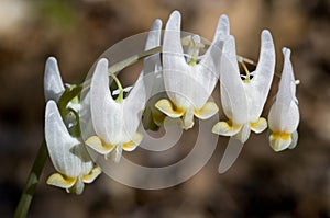 Dutchman's Breeches - Dicentra cucullaria photo