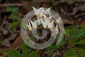 Dutchman`s Breeches - Dicentra cucullaria