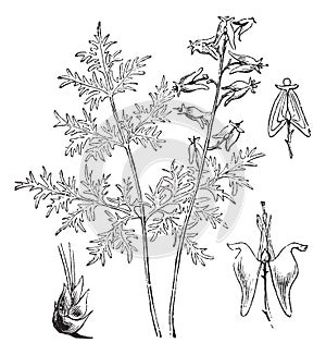 Dutchman`s Breeches or Dutch Breeches or Dicentra cucullaria, vintage engraving