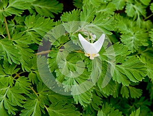 Dutchman's breeches with leaves