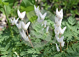 Dutchman`s Breeches wildflower blooming in spring.