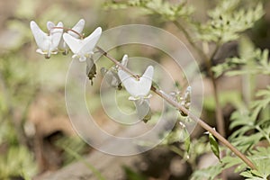 Dutchman`s breeches wildflowers closeup