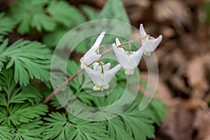 Dutchman`s Breeches wildflowers growing in a woodland ravine in spring