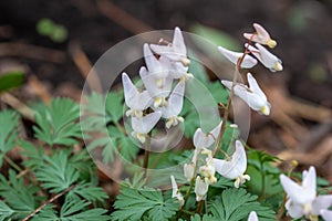 Dutchman`s Breeches wildflowers growing in a woodland ravine in spring