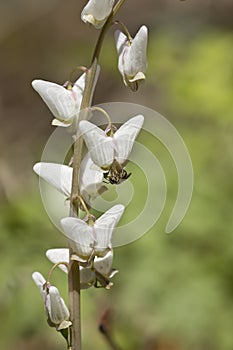 Dutchman`s breeches wildflowers with insect