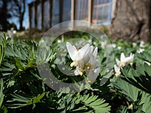 Dutchman\'s britches or breeches (Dicentra cucullaria) with white flowers in bright sunlight in early spring