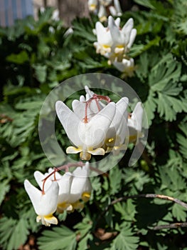 Dutchman\'s britches (Dicentra cucullaria) floweirng with white flowers in bright sunlight in early spring