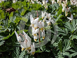 Dutchman\'s britches or Dutchman\'s breeches (Dicentra cucullaria) in bright sunlight